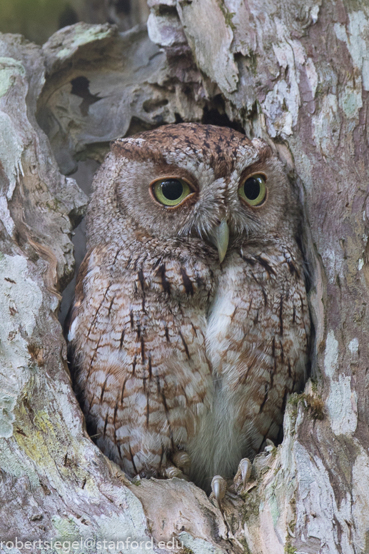 screech owl